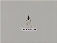 藏品(膜翅目(蜂))的圖片